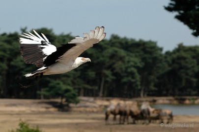 DSC_1124 Beekse Bergen