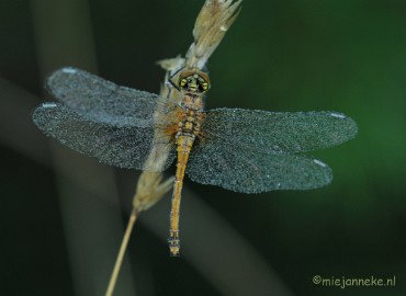 DSC_6211 Heide libelle