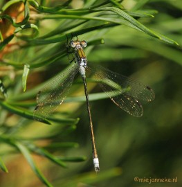 DSC_6304 Pantserjuffer