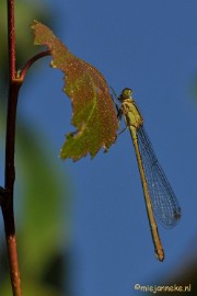 DSC_6341 Pantserjuffer