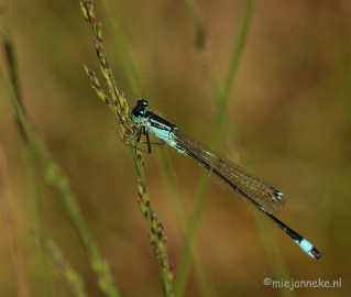 DSC_6348 Pantserjuffer