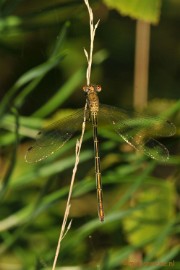 DSC_6357 Pantserjuffer