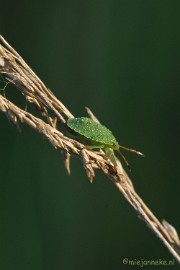 DSC_6394 Stinkwants