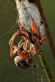 DSC_6416 Kogelspin