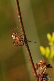 DSC_6424 Macro in de Vlasroot