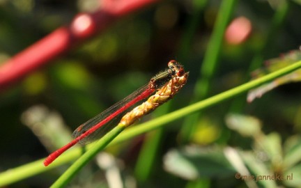 DSC_6439 Macro in de Vlasroot
