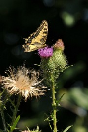DSC_6514 Koninginnepage