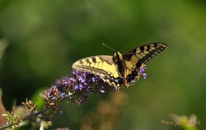 DSC_6554 Koninginnepage