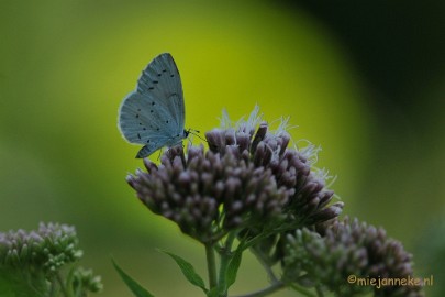DSC_6603 Blauwtje