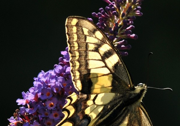 Brabantse Zoomdag Juli 5