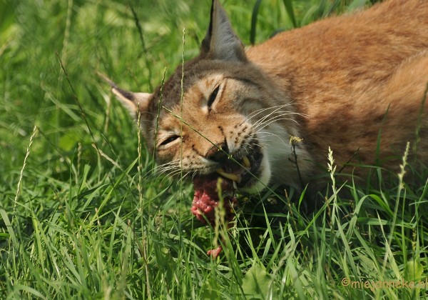 Dierenrijk Juli