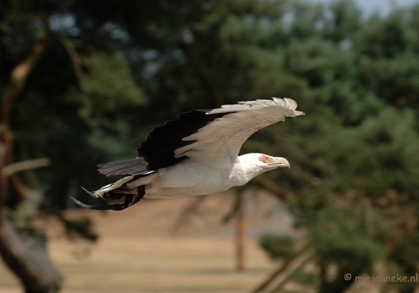 Roofvogelshow Beekse Bergen Juli