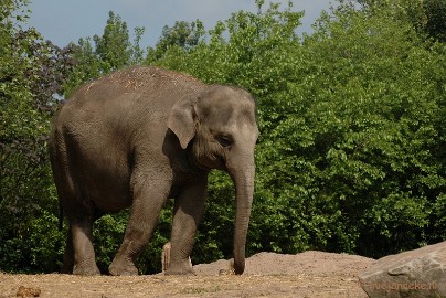 DSC_5054 Blijdorp Rotterdam groepsuitstap