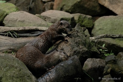 DSC_5225 Blijdorp Rotterdam groepsuitstap