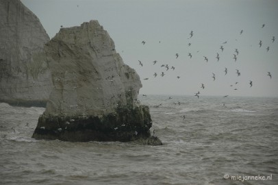 DSC_1158 Chalk bird and sea
