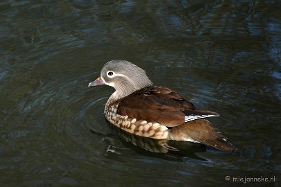 DSC_2388 Kasteelpark Born