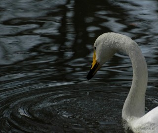 DSC_2511 Kasteelpark Born