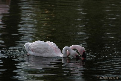 DSC_2602 Kasteelpark Born