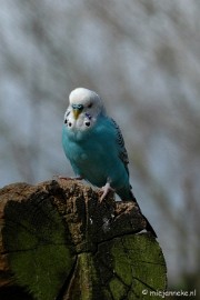 DSC_2642 Kasteelpark Born