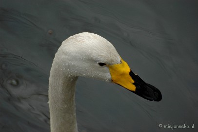 DSC_2929 Kasteelpark Born