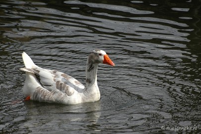 DSC_2972 Kasteelpark Born