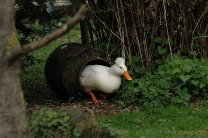 DSC_3016 Kasteelpark Born