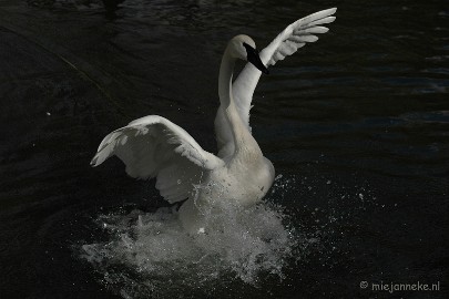 DSC_3135 Kasteelpark Born