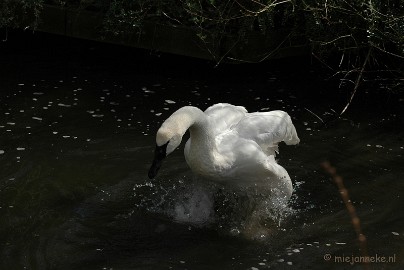 DSC_3150 Kasteelpark Born