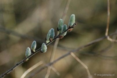 DSC_2084 Lente op de Lozerheide