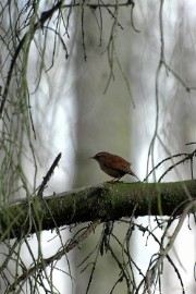 DSC_2313a Lente op de Lozerheide