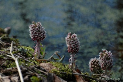 DSC_2371 Lente op de Lozerheide