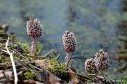 DSC_2375 Lente op de Lozerheide