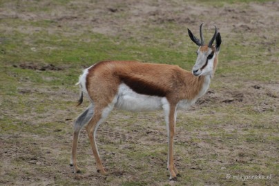 DSC_5032 Beekse bergen