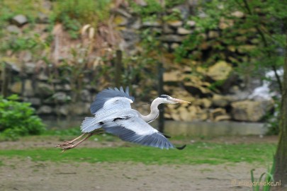 DSC_6127 Ze stelen de vis van de dieren