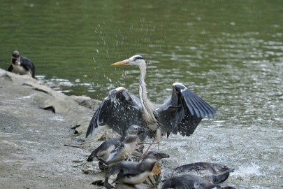 DSC_6181 Maar dat zal deze reiger niet veel doen