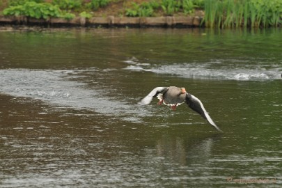 DSC_4683 Take off