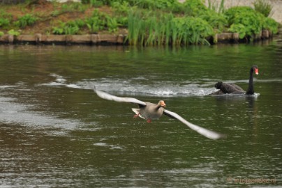DSC_4684 Breed uit het luchtruim kiezen