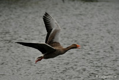 DSC_4692 Zal ik wel of zal ik niet ????