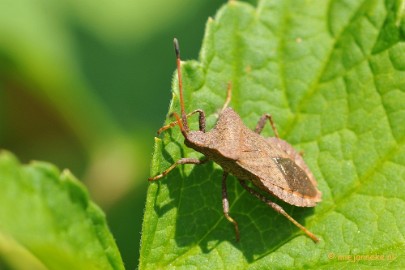 DSC_8139a Close up