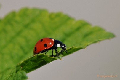 DSC_8145a Close up