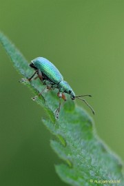 DSC_8260a Close up