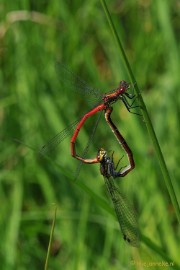 DSC_8365 Close up