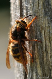 DSC_8413a Close up
