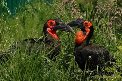 DSC_2892 Buurtverenigings uitje Olmense Zoo