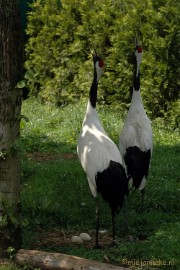 DSC_2923 Buurtverenigings uitje Olmense Zoo