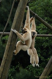 DSC_2973 Buurtverenigings uitje Olmense Zoo