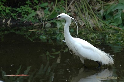 DSC_3011 Buurtverenigings uitje Olmense Zoo