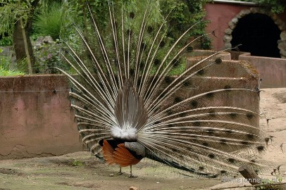 DSC_3474 Buurtverenigings uitje Olmense Zoo