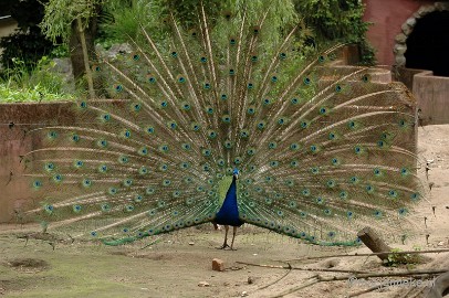 DSC_3478 Buurtverenigings uitje Olmense Zoo