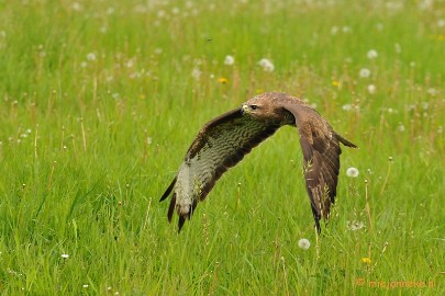 DSC_6833bb Europese Buizerd in de vlucht